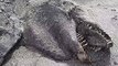 Mysterious Creatures found On Beaches 2016 - 2017