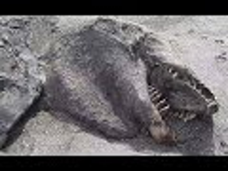 Mysterious Creatures found On Beaches 2016 - 2017