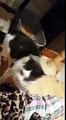 2 chatons sont retrouvés coloriés au feutre indélébile