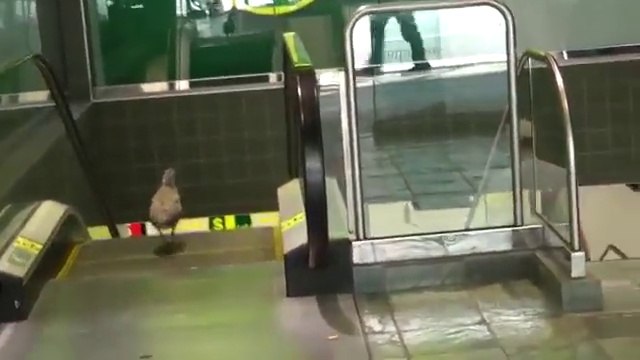 Un oiseau marche dans le sens inverse d'un escalator