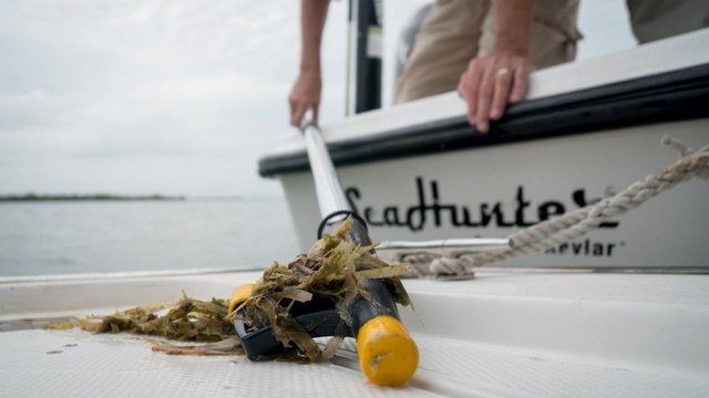 A massive die off of vital seagrass threatens Florida Bay
