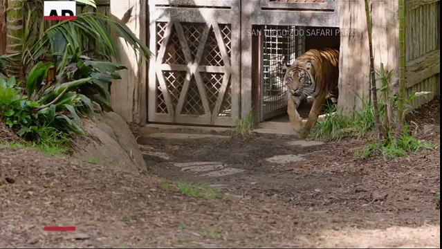 3 bébés tigres dévoilés au Zoo de San Diego !