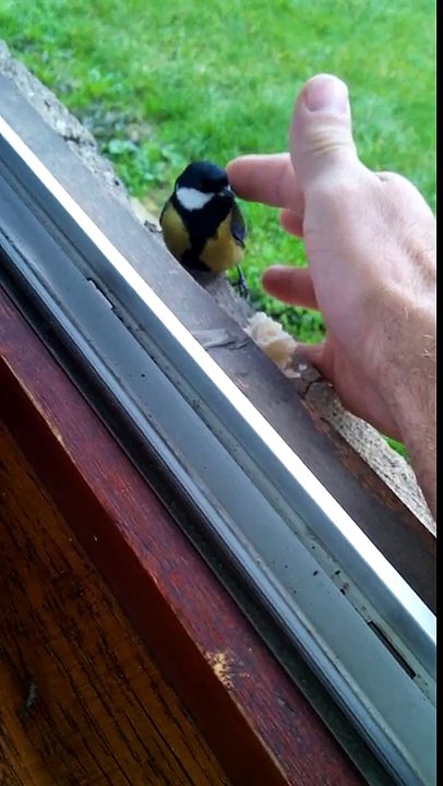 ALARM jutarnje budjenje