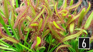 10 DEADLY and BIZARRE Plants That Shouldn t Exist