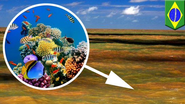 Massive coral reef discovery at mouth of Amazon River astounds scientists