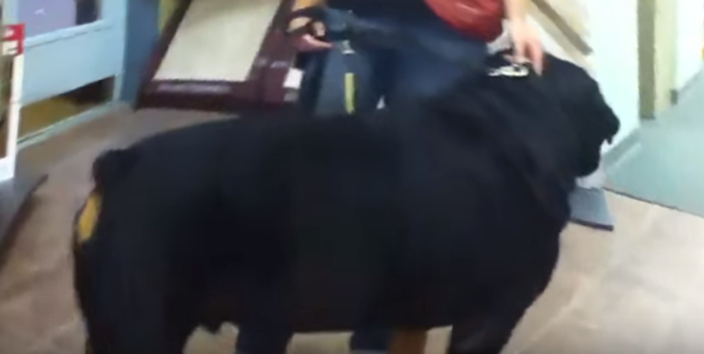Big dog  Blondie  the 195 lb Rottweiler