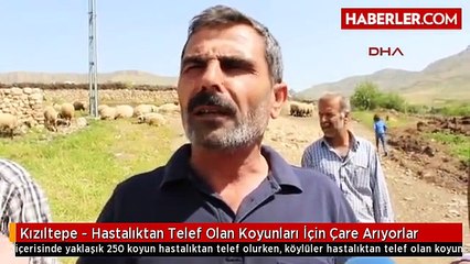 15 Günde 250 Koyunu Telef Olan Köylüler Çare İstiyor