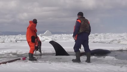 Ils sauvent des baleines prises au piège dans la glace en Russie