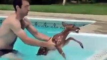 Une famille sauve un faon tombé dans leur piscine !