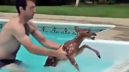 Une famille sauve un faon tombé dans leur piscine !