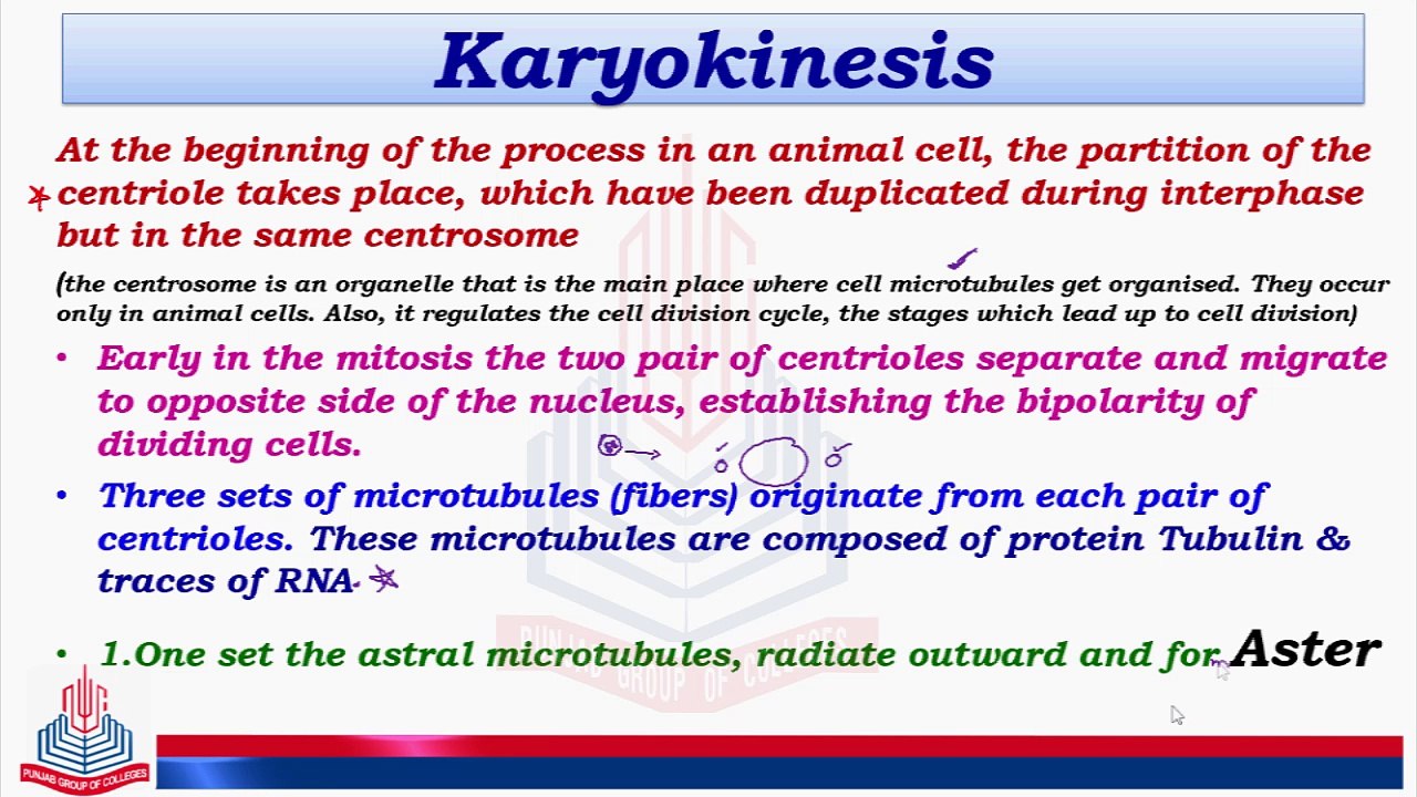 Karyokinesis