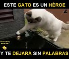Este Gatito es un heroe