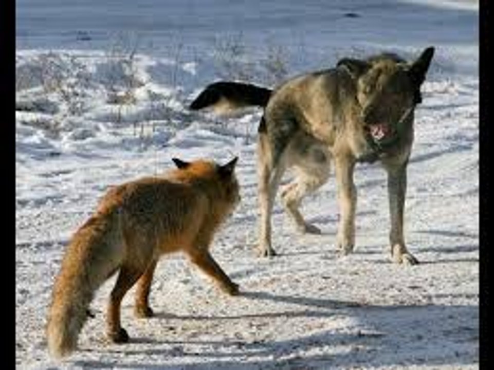 Dog vs Fox