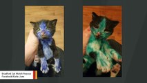 Someone Colored These Adorable Kittens With Toxic Permanent Marker