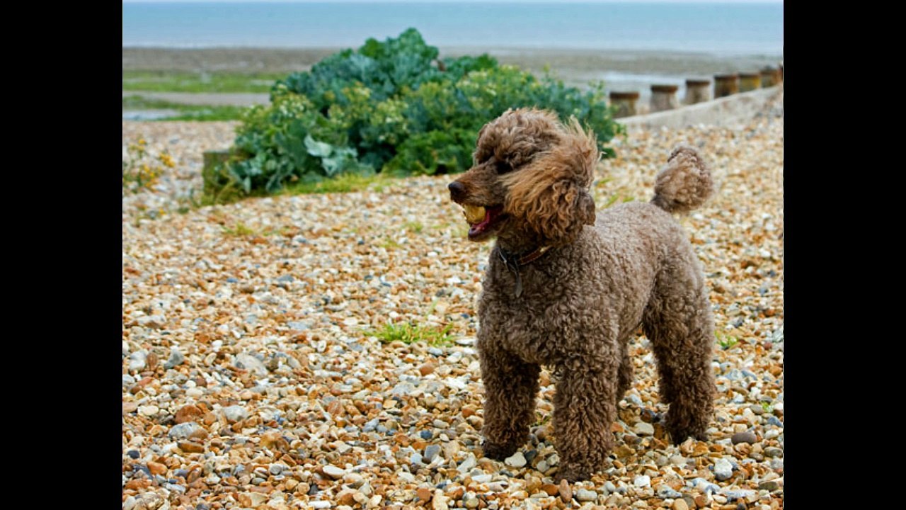 Miniature Poodle