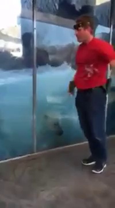 Un ours blanc imite un visiteur qui fait des pompes