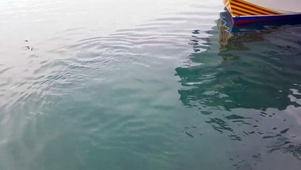 Un thon gobe une mouette