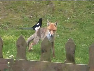 Magpies attacking fox
