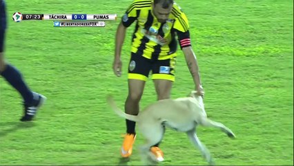 Un chien interrompt un match de foot