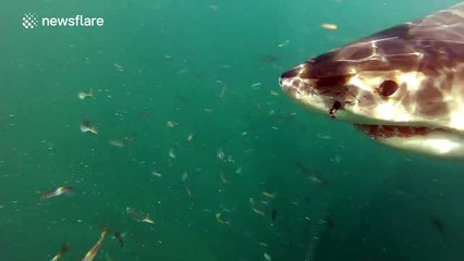 Great white sharks actually have bright blue eyes