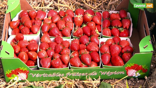 L'Avenir - Fraises de Wépion - Le producteur