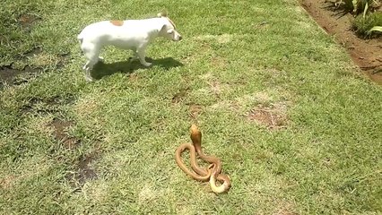 Jack Russel VS serpente