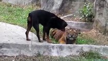 Un cane cerca di rubare della carne a una tigre