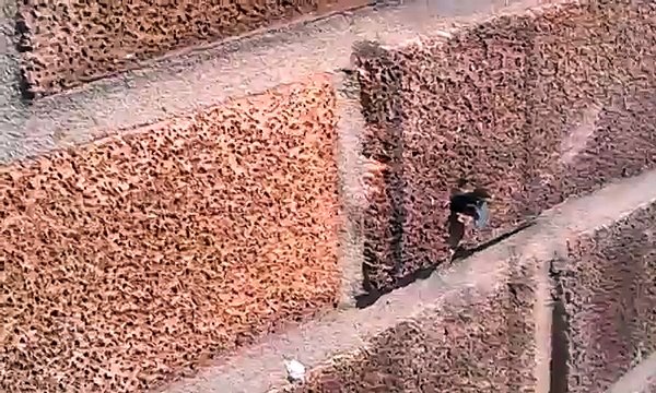Incroyable, une abeille retire un clou d'un mur pour retourner dans son nid