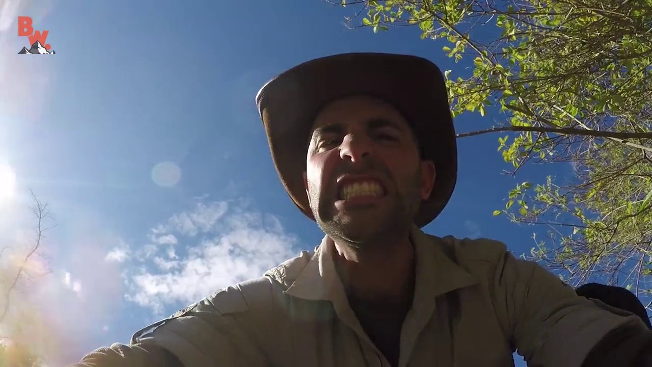 Il plonge ses mains dans un nid de fourmis piqueuses Fire ants