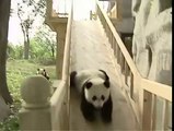 Adorable Pandas having fun