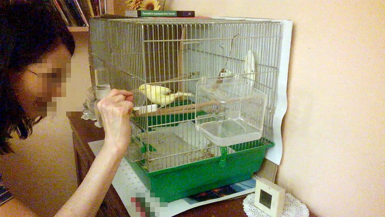 Bicky the Gloster canary takes sunflower seed from fingers / hand