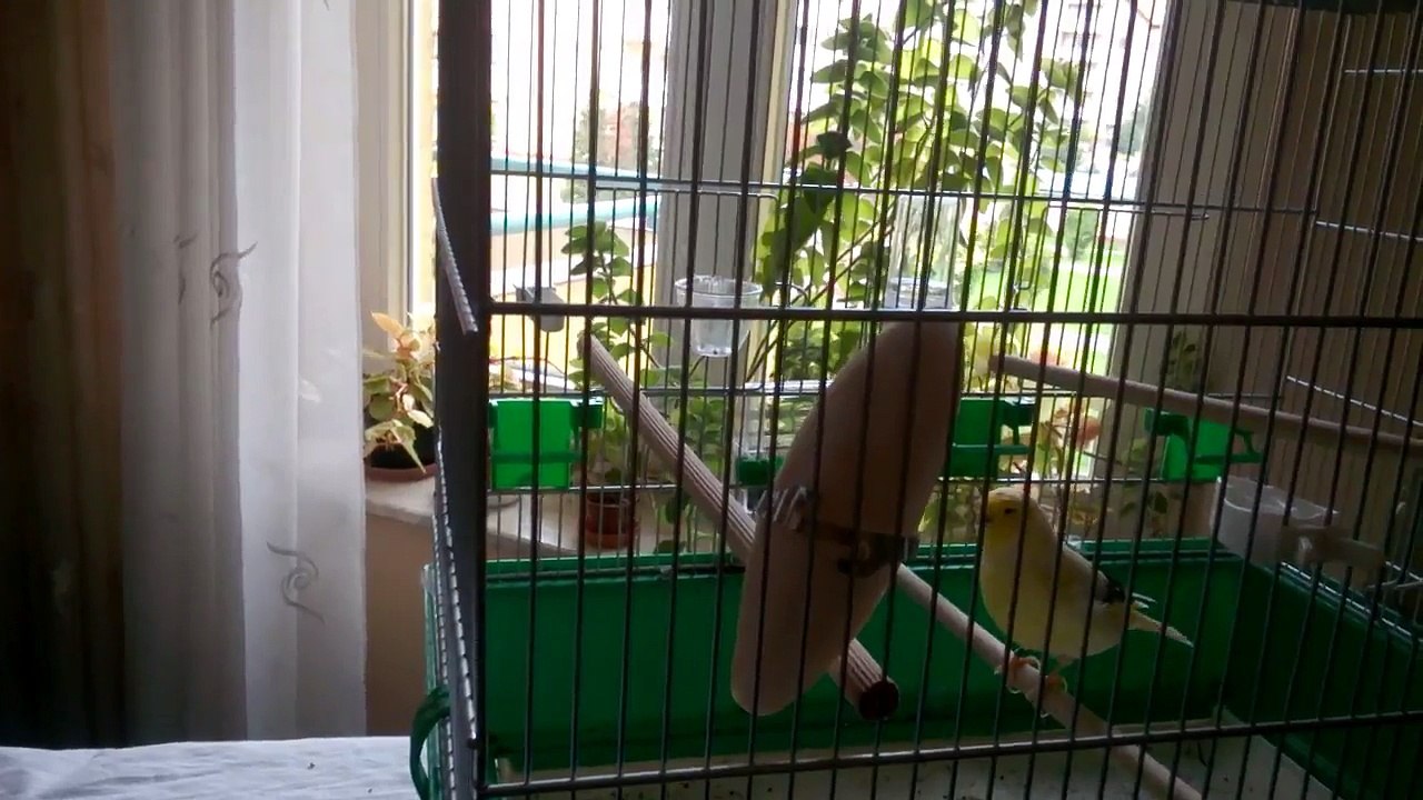 Bicky the Gloster canary tries some new nosh