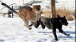 Pet Dogs vs Leopard   Sudden Death As 3 Pet Dogs Attack Wild Leopard - (CCTV Footage)