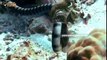Sea Snake vs Moray Eel - (Real Fight on the Sea Bed)
