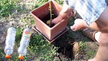 Il trucco più semplice e naturale per ottenere una pianta da un rametto