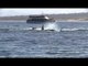 Killer Whales Attack Gray Whale Calf