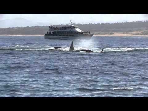 Killer Whales Attack Gray Whale Calf