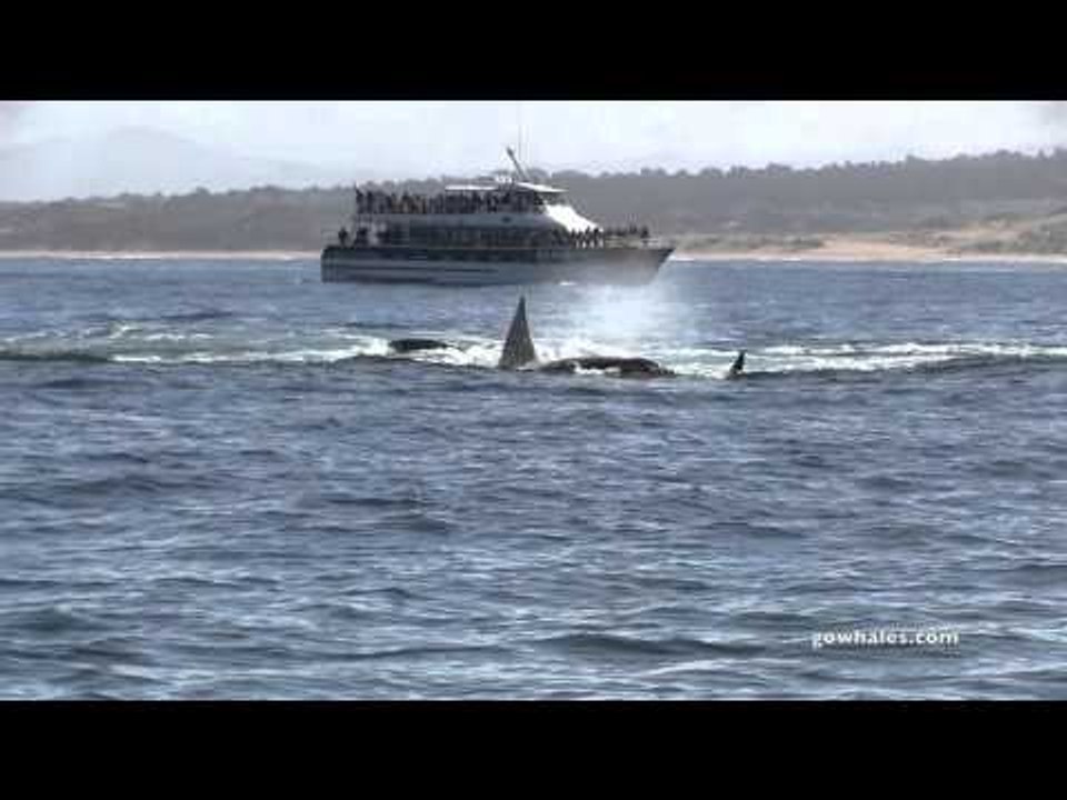 Killer Whales Attack Gray Whale Calf