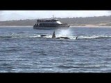 Killer Whales Attack Gray Whale Calf