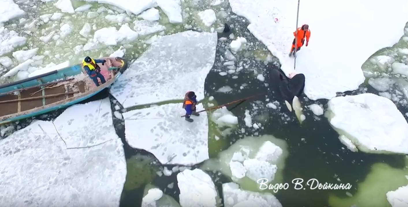 Rescuers Release Ice-Trapped Orcas in Russia