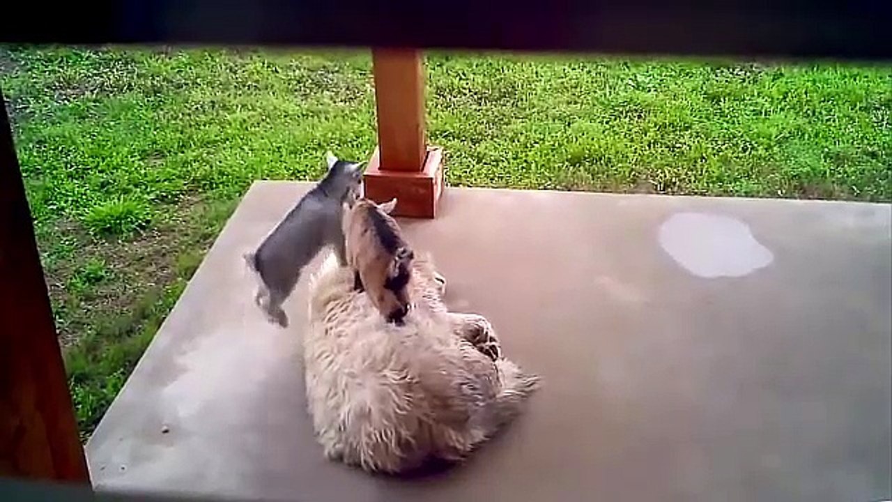 Dogs vs Baby Goats