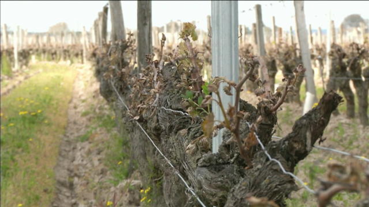 Des vignobles de renom touchés par des gelées historiques - Le 28/04/2016 à 18h30