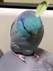 Lapin Oiseau ( Trop Cute )