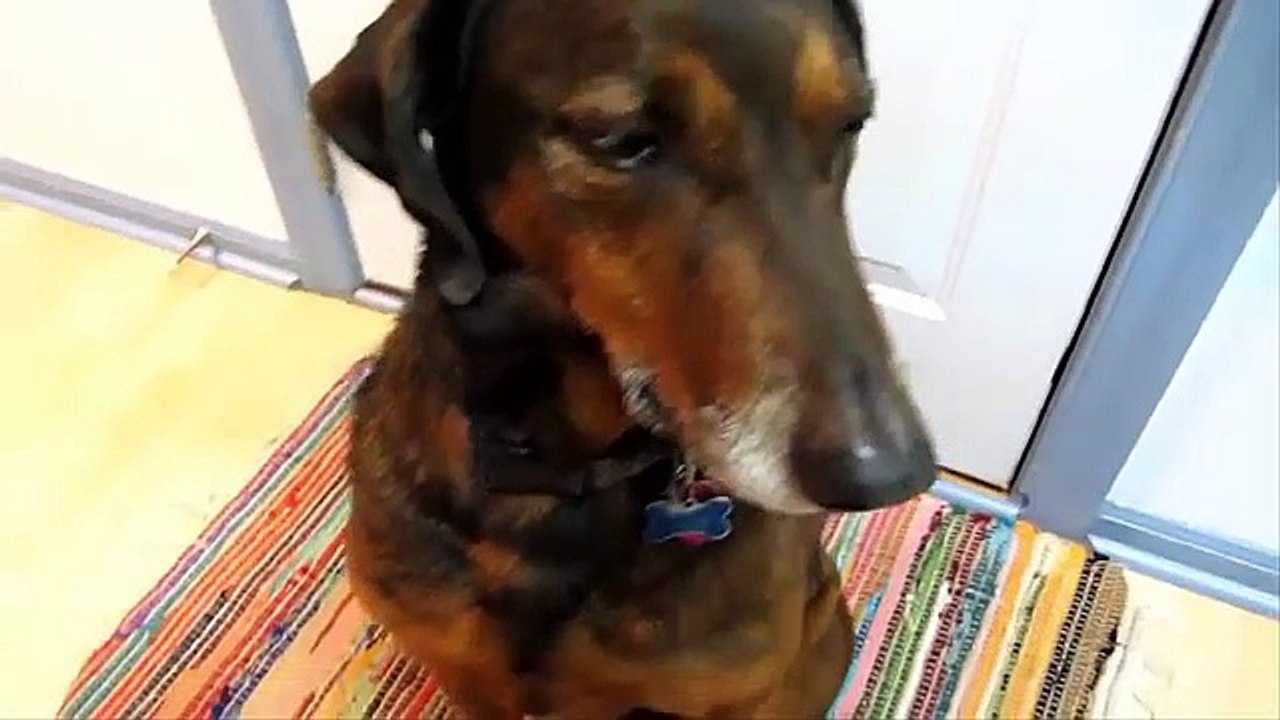 New Guilty Dogs Compilation