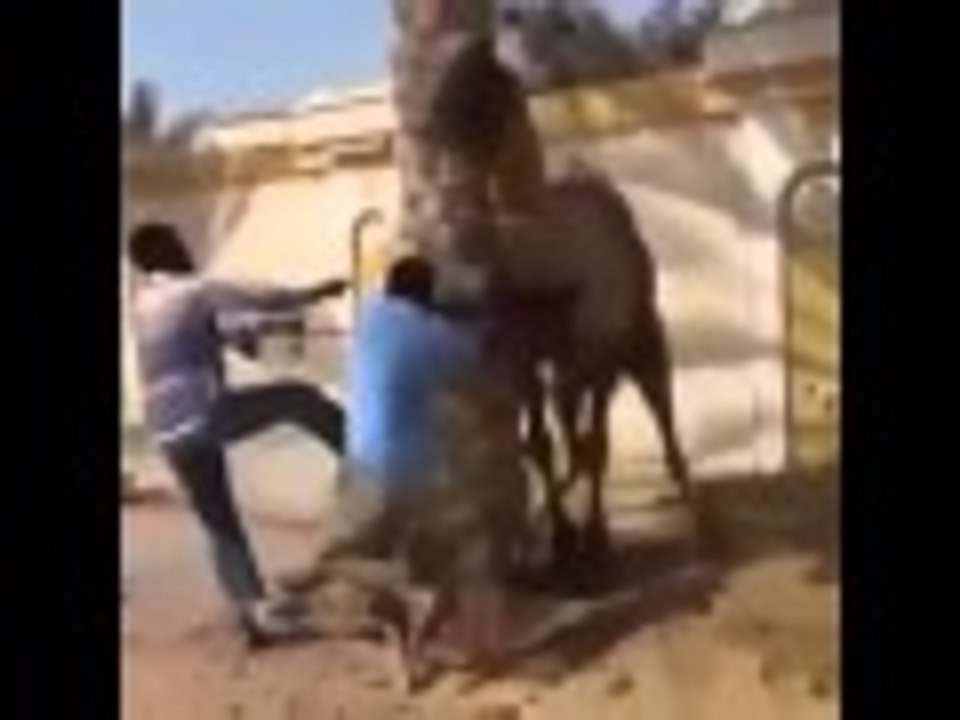 الجمل و ما حمل
