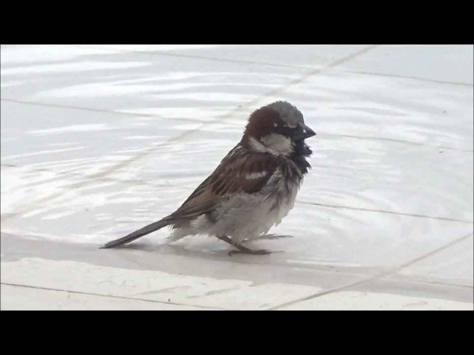 Sparrow and little coward in pool - slow motion
