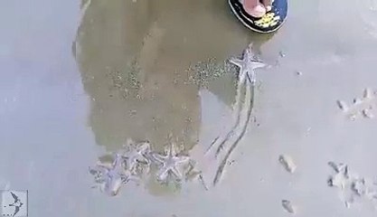 live starfish in digha sea beach,india
