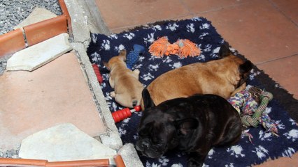 les bébés 7 semaines