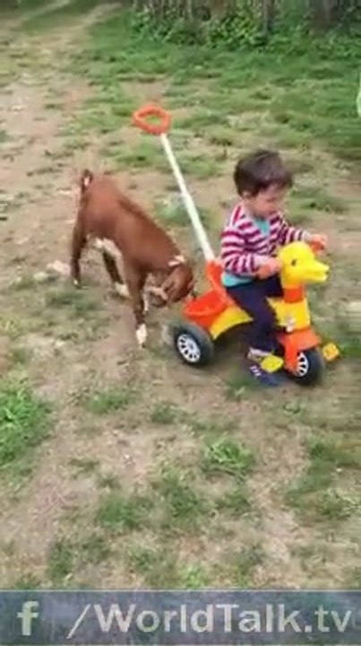 Ha Ha Ha !!! Crazy Goat