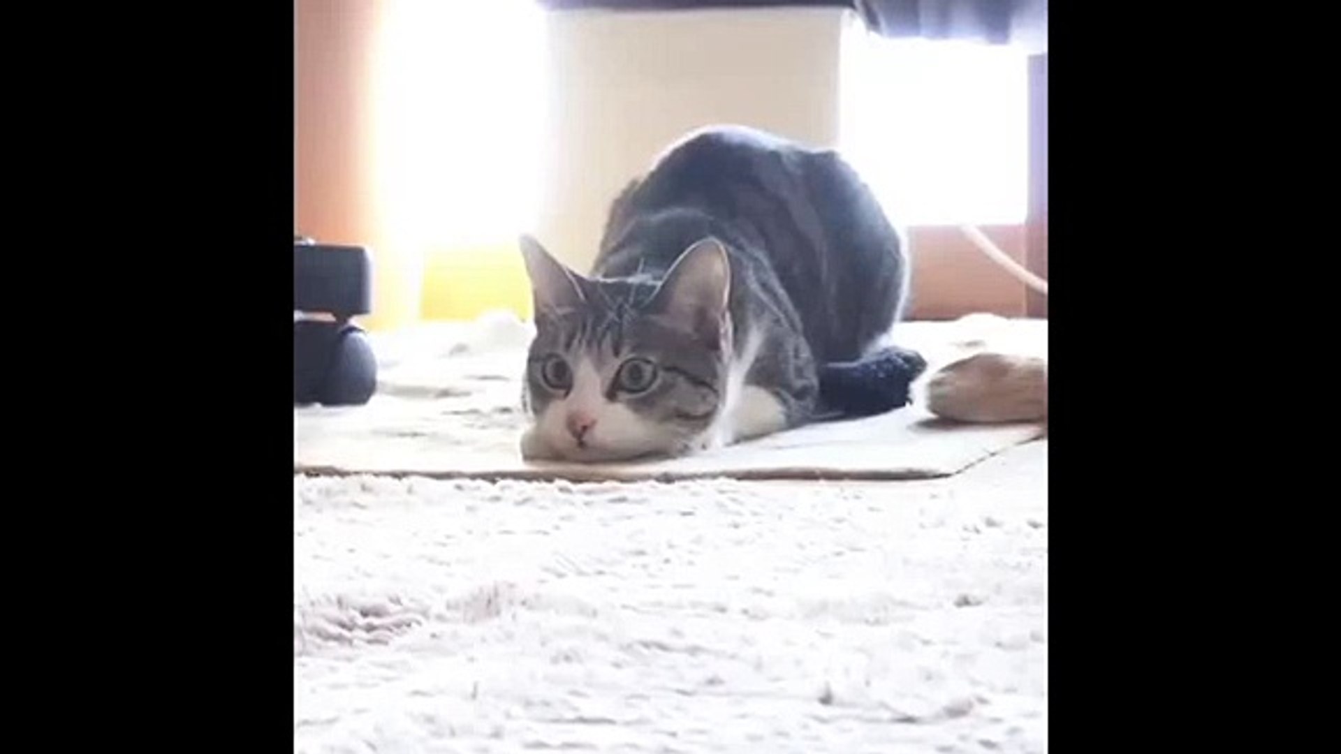 Wiggle Wiggle Wiggle Cat